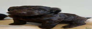 Cockapoo 5