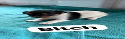 Jack Russell dogs for sale: Jack Russell pups - Advert 4
