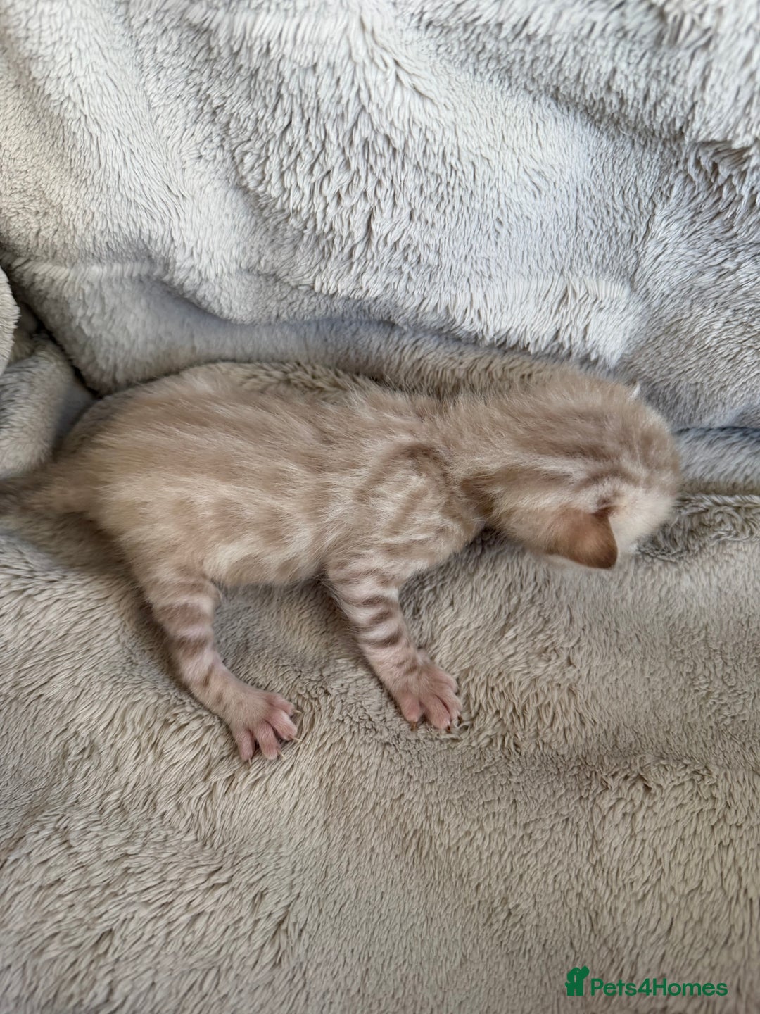 Bengal cats for sale: Milo & Mayas Pure Bengal Babies  - Advert 6