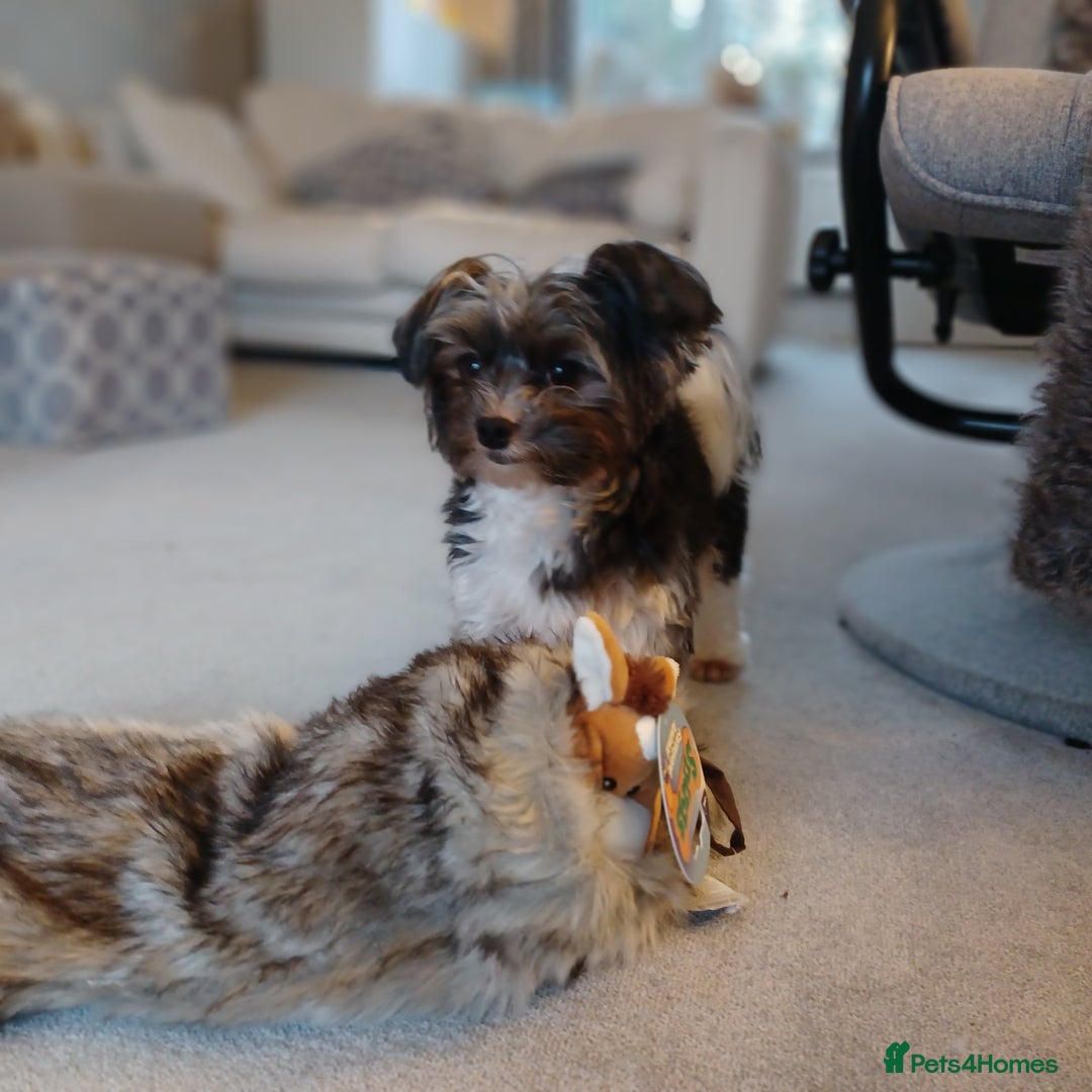 Yorkshire Terrier dogs for stud: Purebred BiewerTerrier/ColourfulYorkie Proven Stud in Merthyr Tydfil - Advert 9