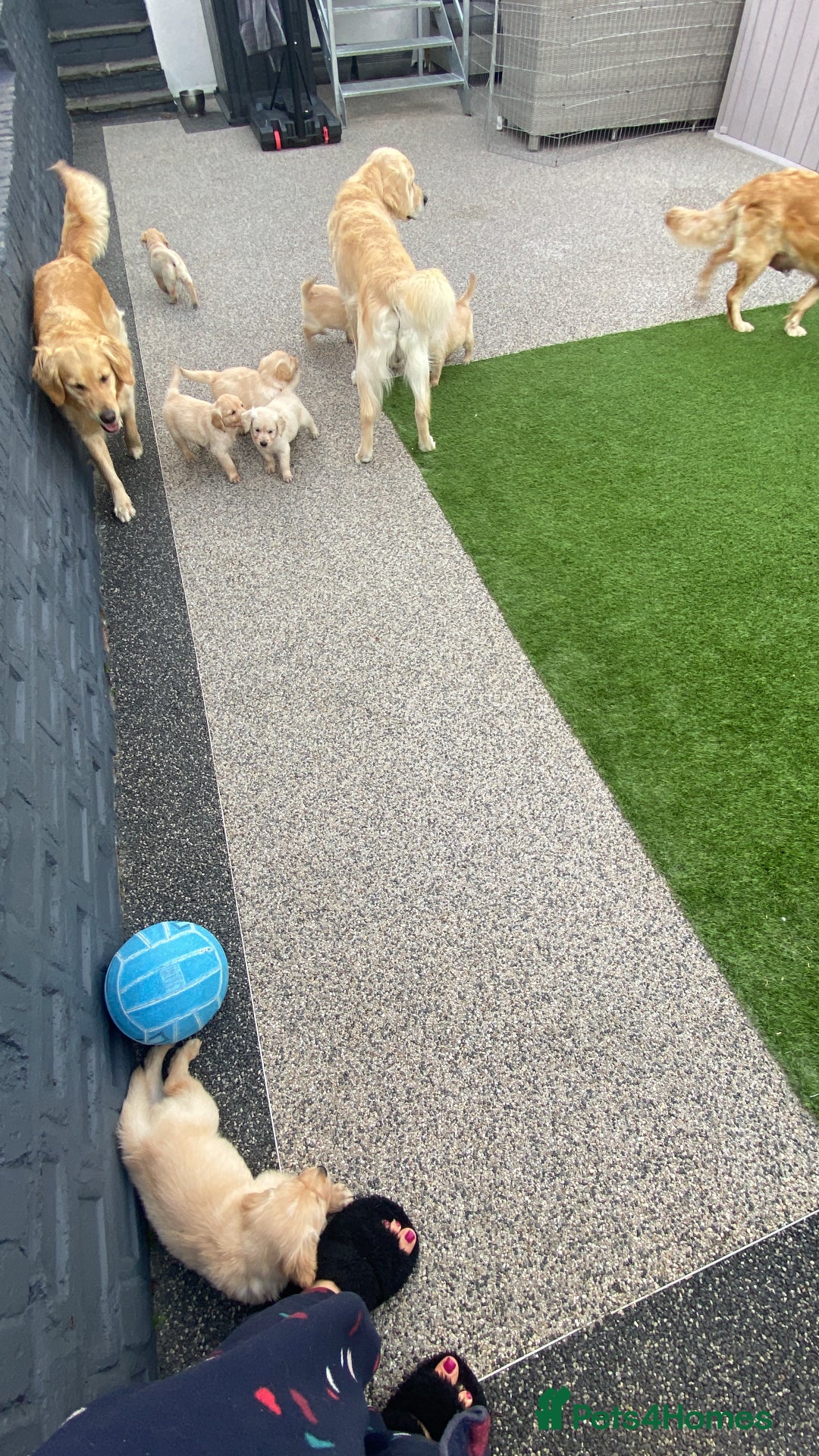 Golden Retriever dogs for sale: Beautiful KC reg Fluffy Golden Retriever Puppies - Image 16