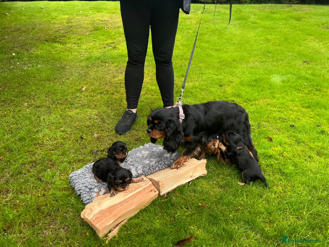 Cavalier King Charles Spaniel dogs for sale: KC reg Cavalier Puppies - Image 15