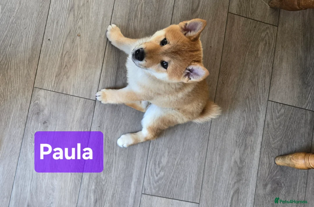Japanese Shiba Inu dogs for sale: 3 stunning Shiba Inu puppies  - Advert 1