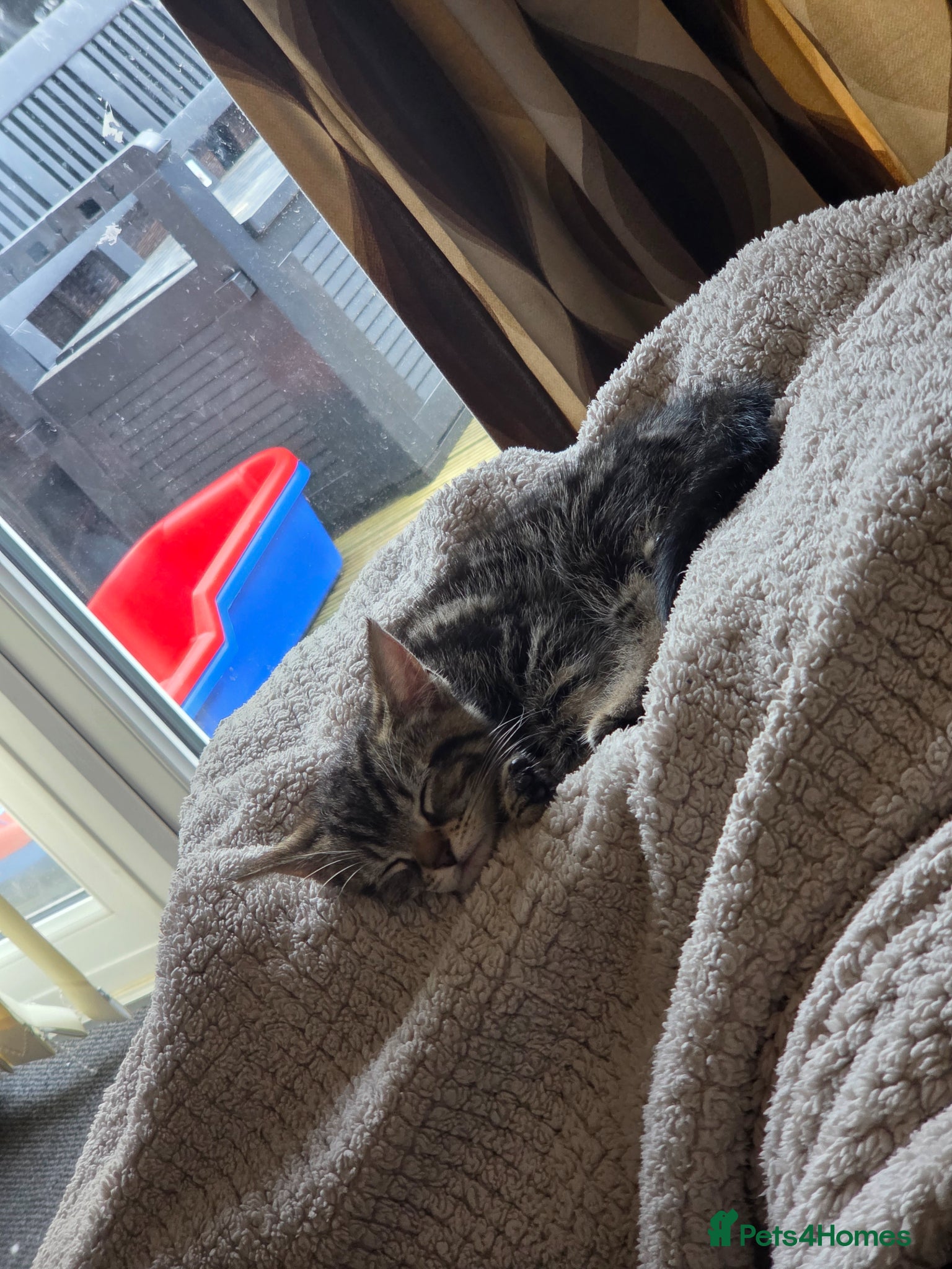 Domestic Shorthair cats for sale: Male Tabby kitten  - Advert 4
