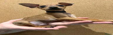 Miniature Pinscher 4
