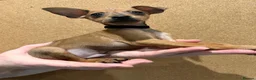 Miniature Pinscher dogs for sale:  Beautiful Purebred Miniature Pinscher Puppies  in Wakefield - Advert 14
