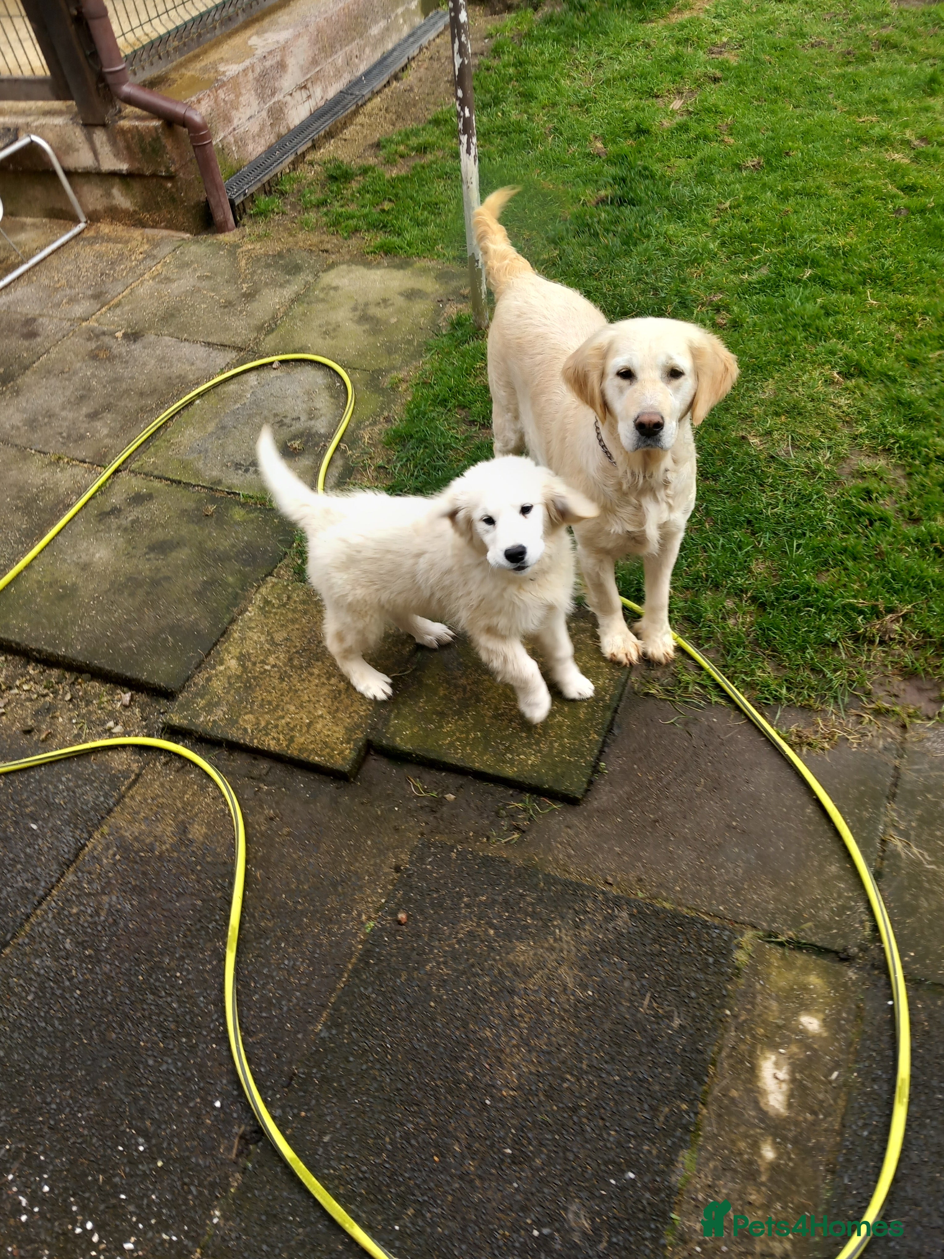 Golden Retriever dogs Golden retriever bitch for sale  - Advert 1