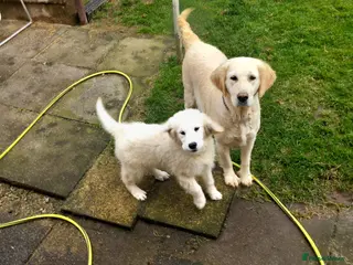 Golden Retriever dogs Golden retriever bitch for sale - Advert 1