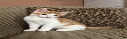 Mixed Breed cats for sale: Gorgeous Fluffy Kittens. Beautiful Little Souls🤍 - Advert 20