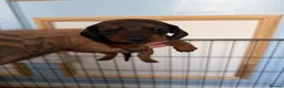 Dachshund dogs for sale: Miniature Dachshund puppies in Merthyr Tydfil - Advert 3