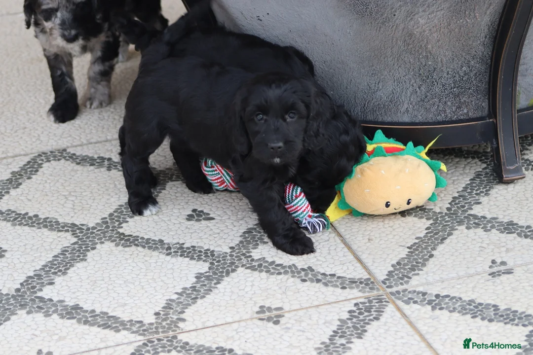 Cockapoo dogs for sale: F1 Cockapoo puppies for sale - Advert 6