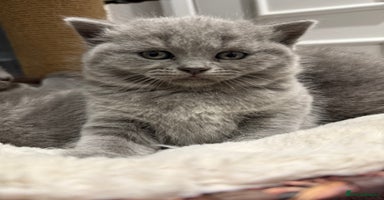 Scottish Fold cats LAST Scottish straight girl left - Advert 2