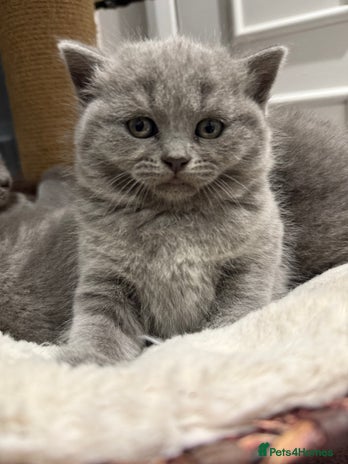 Scottish Fold cats LAST Scottish straight girl left - Advert 2