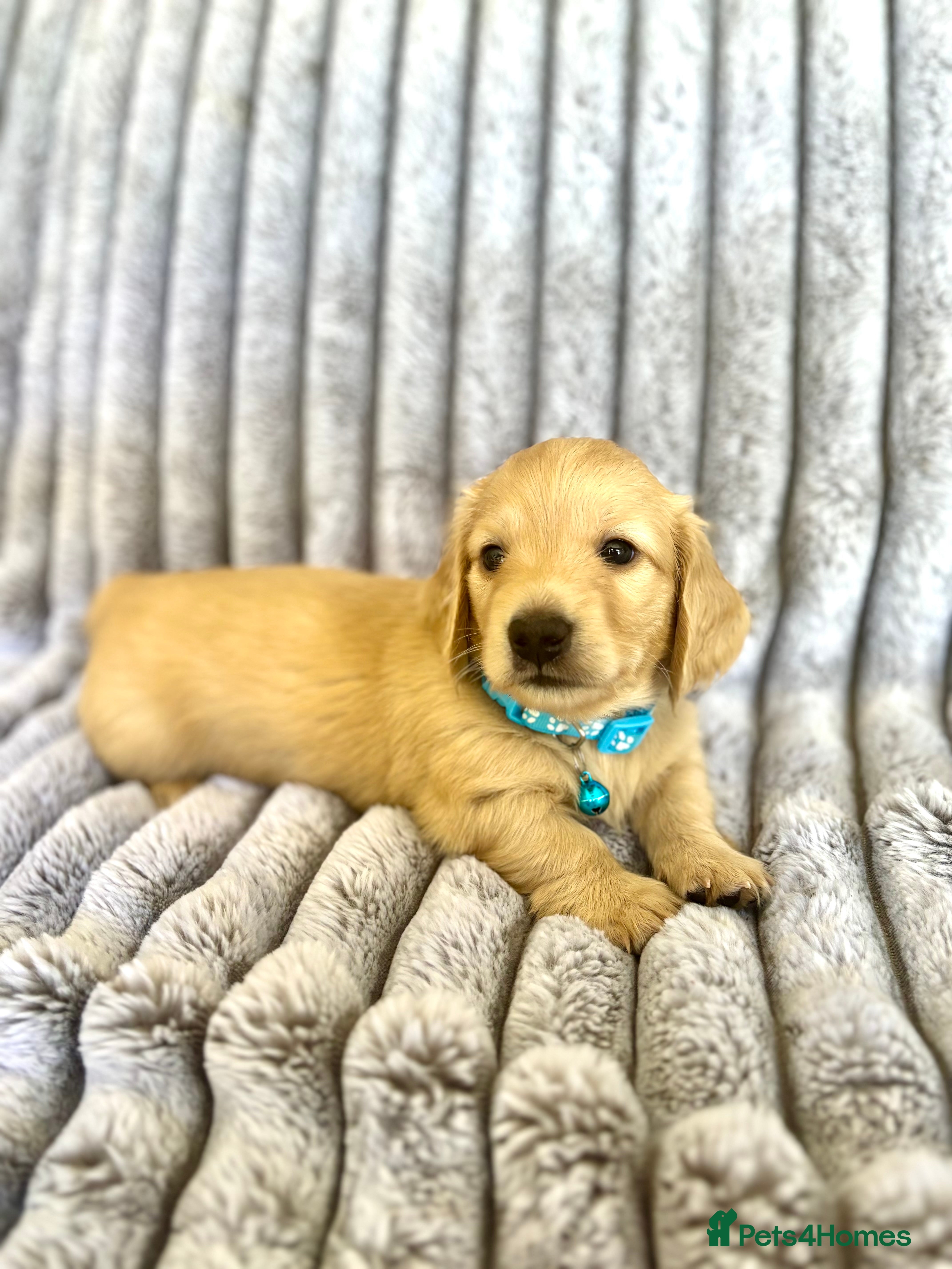 Miniature Dachshund dogs 1 BOY LEFT English Cream Longhair Mini Dachshund - Advert 4