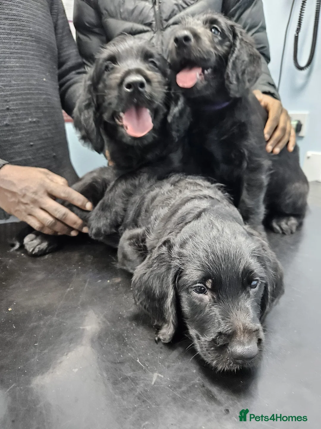 Labradoodle dogs for sale: PRICE DROP FOR LAST 2 Lovely Labradoodle pups! 🐶  - Advert 13
