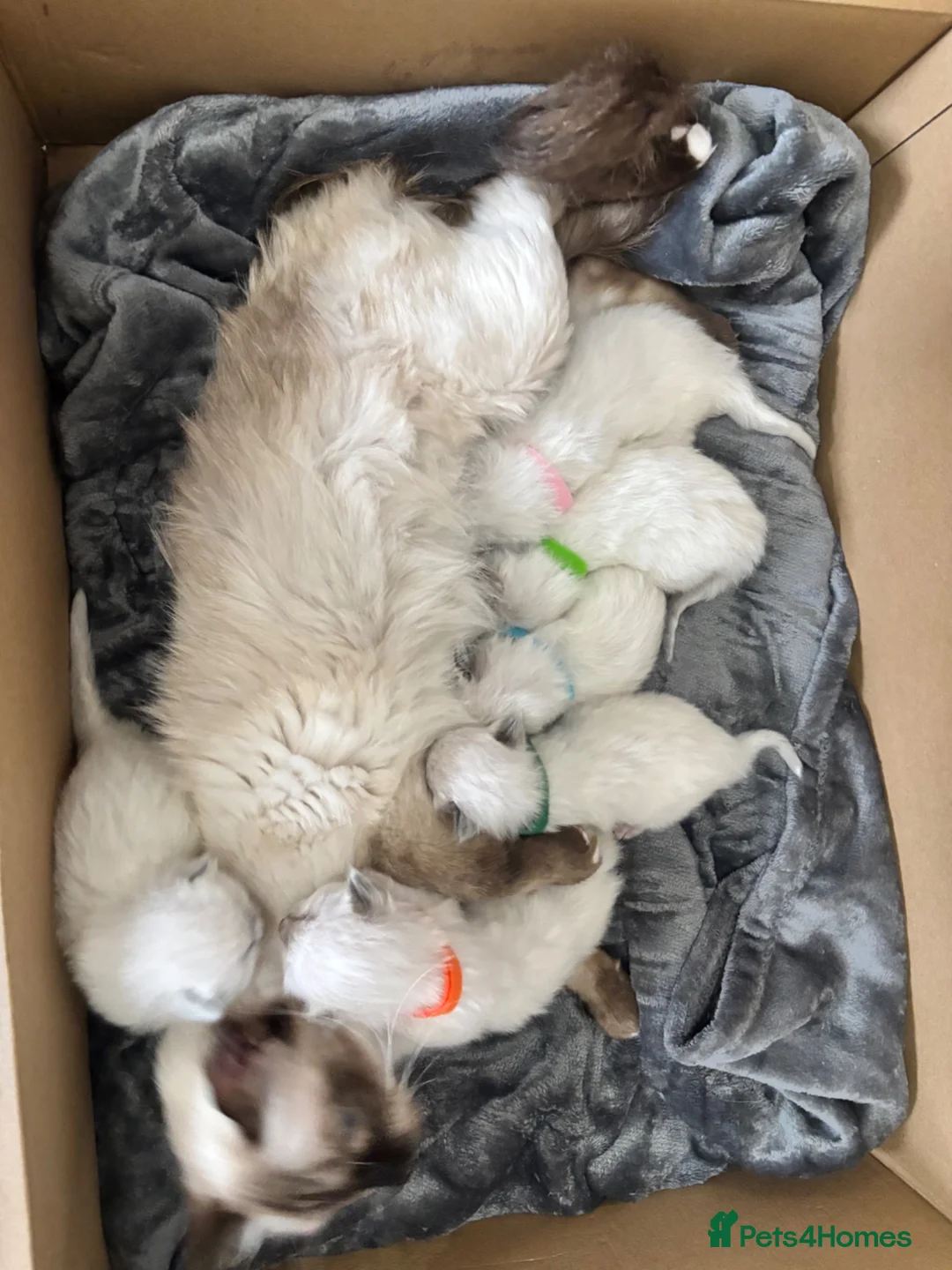 Ragdoll cats for sale: Blue point ragdoll kittens  - Advert 18