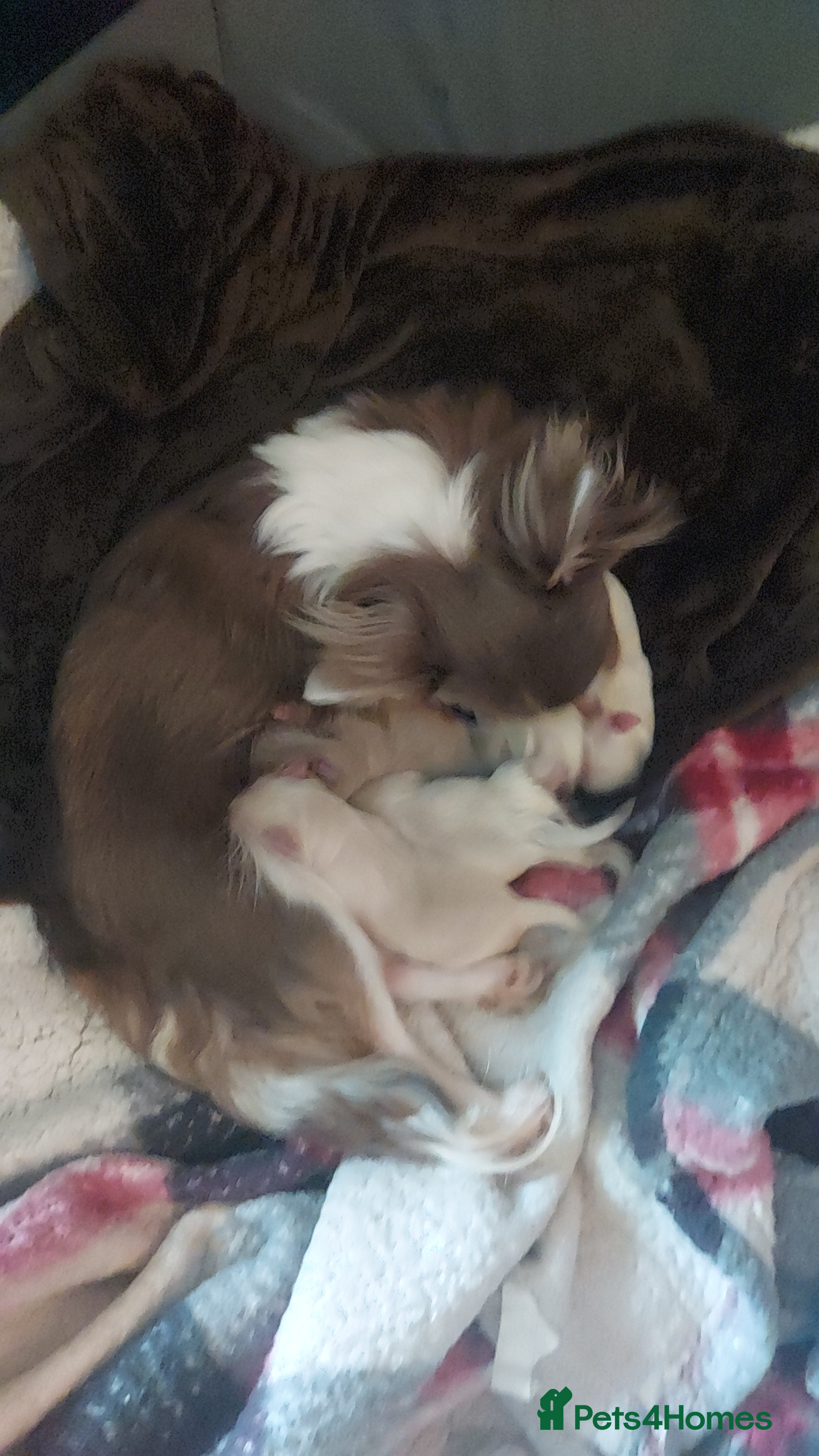 Chihuahua dogs Chihuahua puppies  - Advert 17