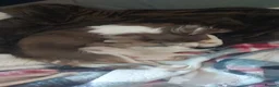 Chihuahua dogs for sale: Chihuahua puppies  in Willenhall - Advert 1