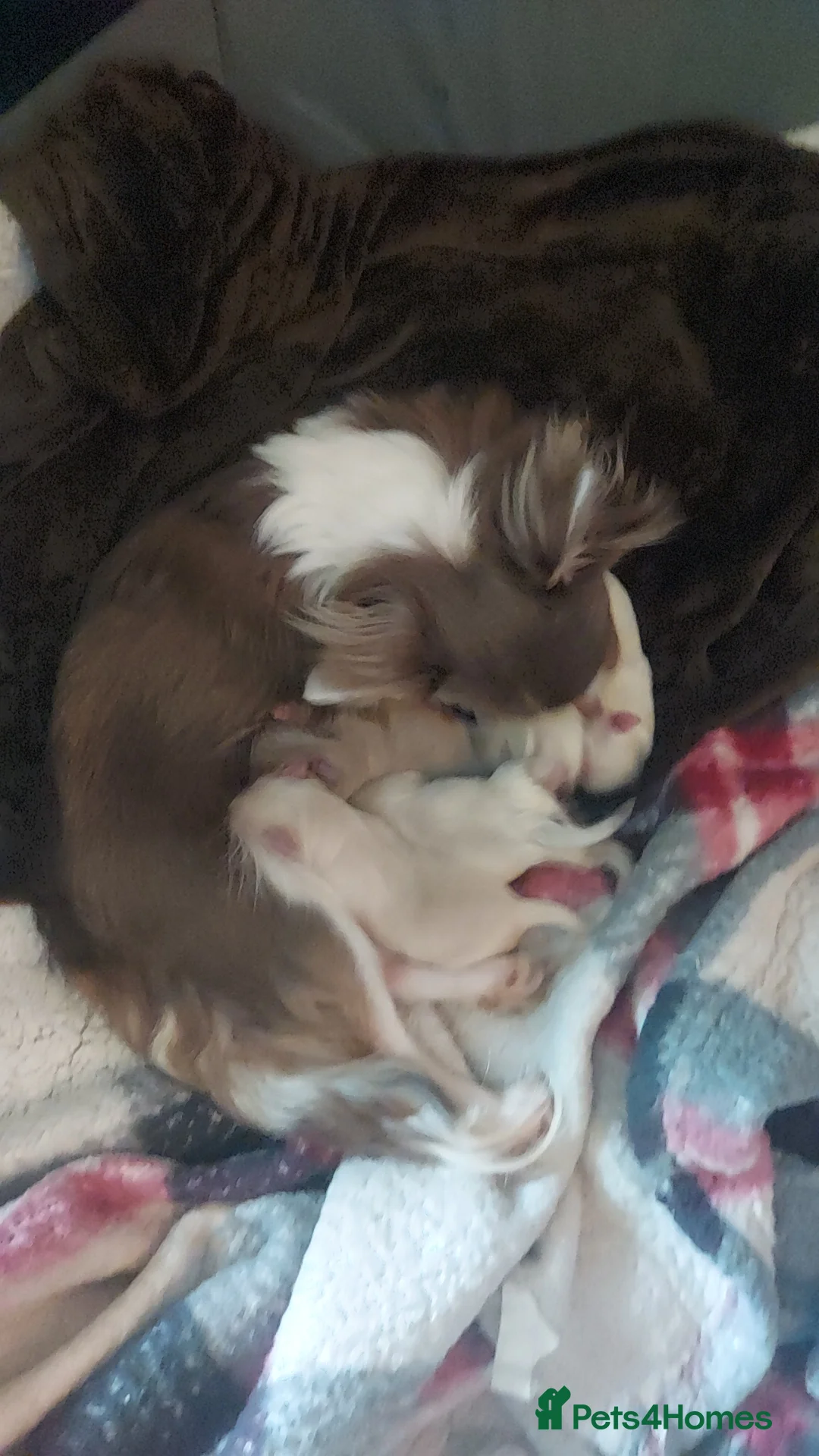 Chihuahua dogs for sale: Chihuahua puppies  in Willenhall - Advert 1