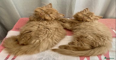 British Longhair cats - Advert 6