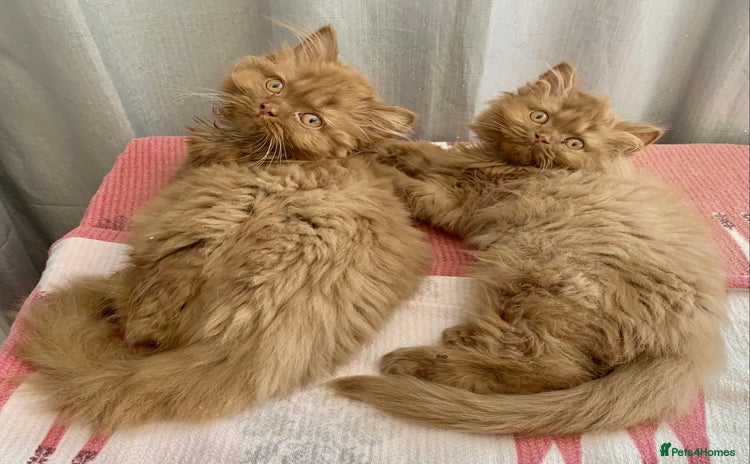 British Longhair cats - Advert 3