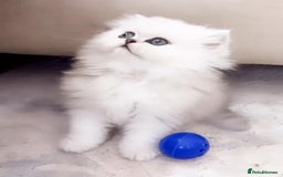 Persian cats for sale: Persian kittens  - Image 18