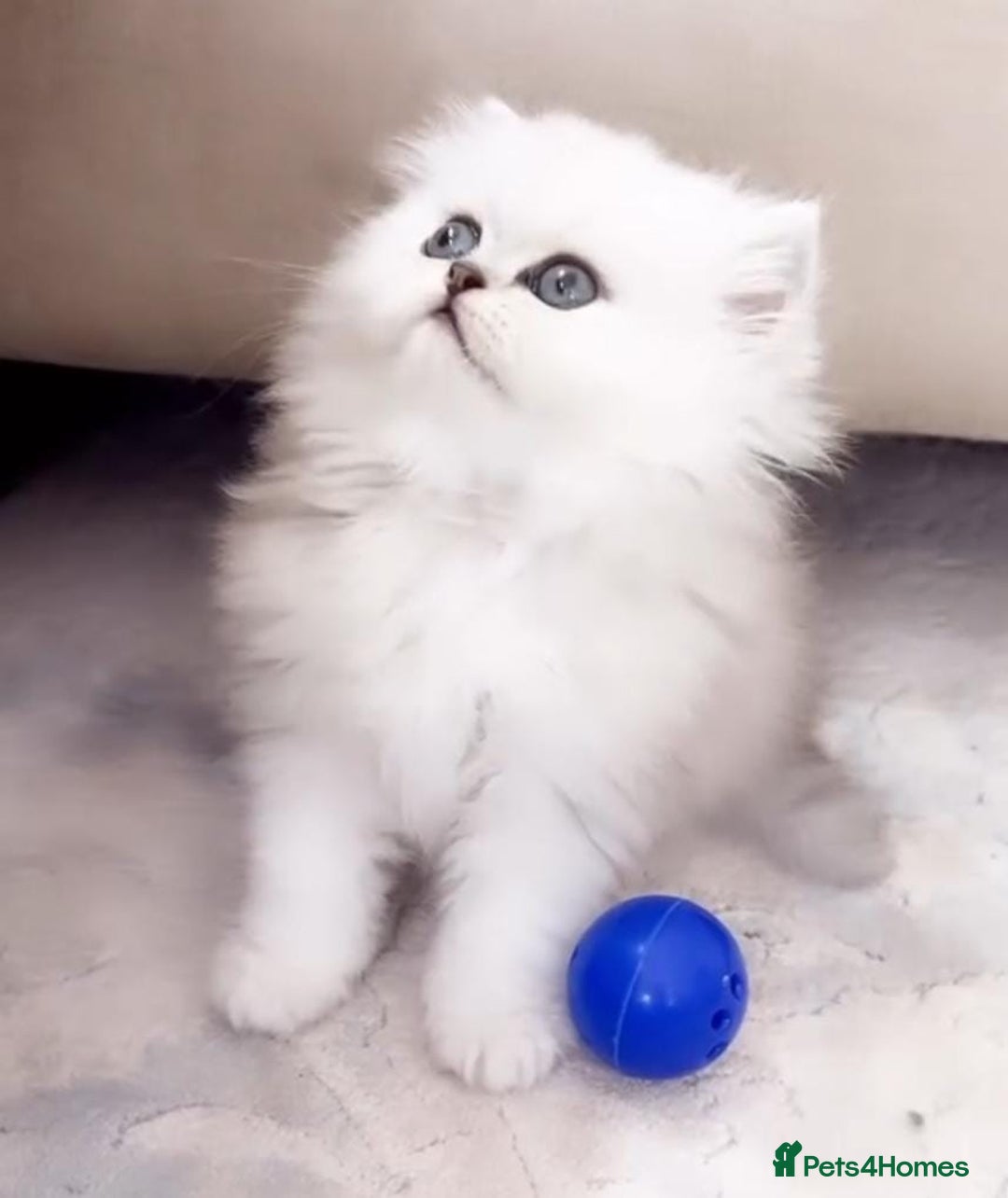 Persian cats for sale: Persian kittens  - Image 18