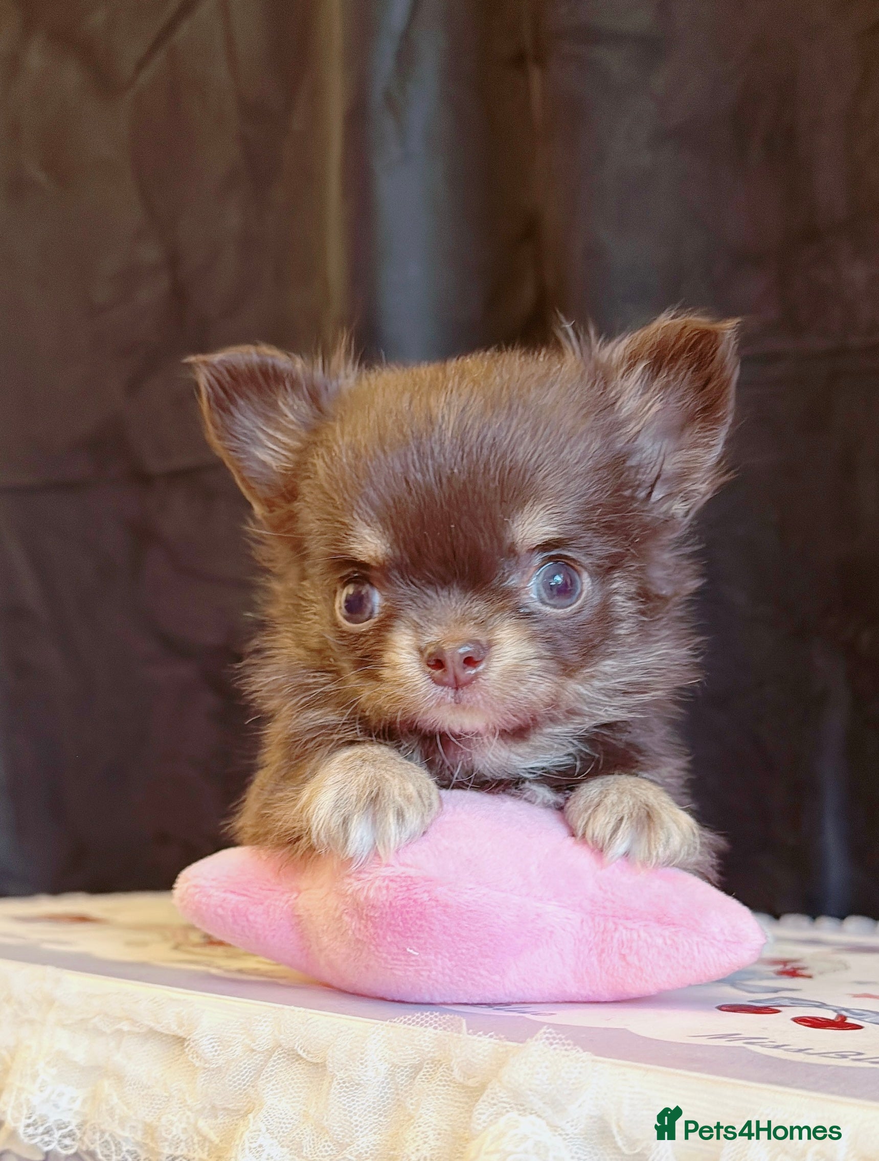 Chihuahua dogs Long haired chihuahuas - Advert 4