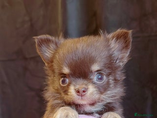 Chihuahua dogs Long haired chihuahuas - Advert 4