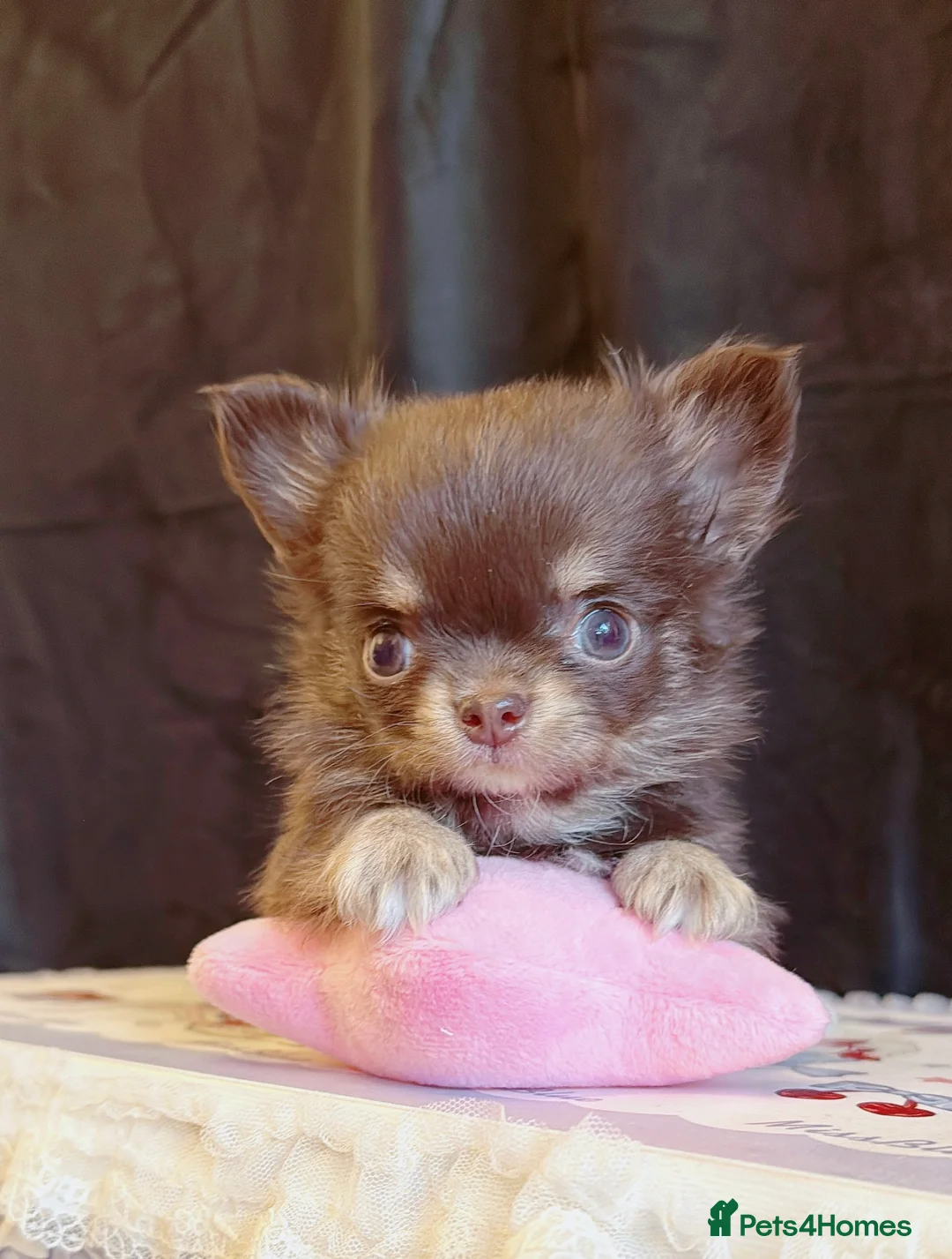 Chihuahua dogs for sale:  🩵only 1 boy available🩵 - Advert 3