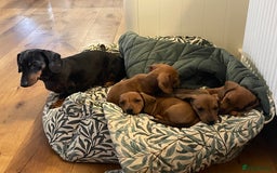 Miniature Dachshund dogs for sale: 🌭 Little Sausages Looking for Big Love! ❤️🐾 - Image 26