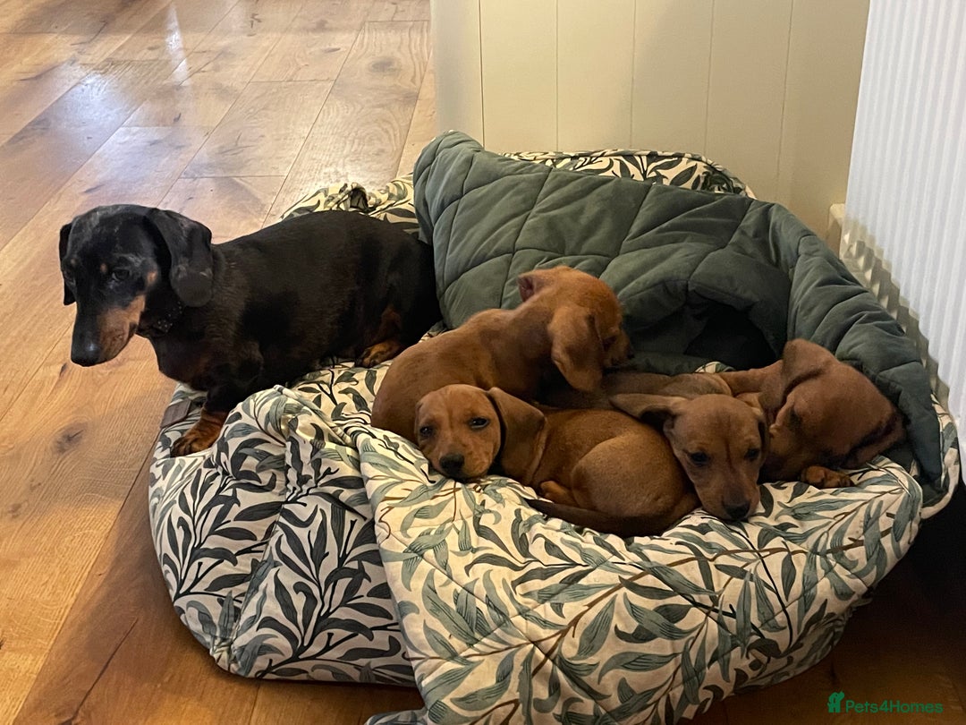Miniature Dachshund dogs for sale: 🌭 Little Sausages Looking for Big Love! ❤️🐾 - Image 26
