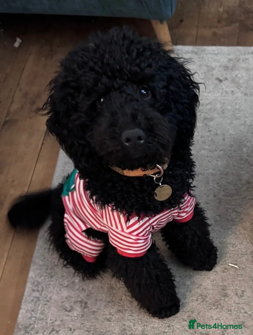 Cockapoo dogs for stud: 🖤 Apollo - Beautiful Stud 🖤  - Advert 2