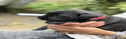 Labrador Retriever dogs for sale: Beautiful KC REG family raised Black Lab puppies - Advert 4
