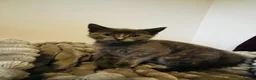 Mixed Breed cats for sale: beautiful kittens Mum is bengal/Maine coone cross  - Advert 3