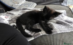 British Shorthair cats for sale: Kittens - Image 4