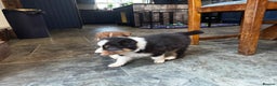 Australian Shepherd dogs for sale: Fully health tested KC registered Aussie shepherd - Advert 7