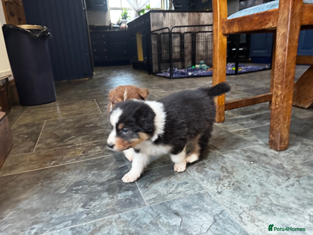Australian Shepherd dogs for sale: Fully health tested KC registered Aussie shepherd - Advert 7