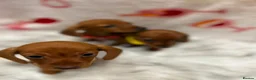 Miniature Dachshund dogs for sale: ⭐️Beautiful Kaninchen Pups READY NOW - Advert 4