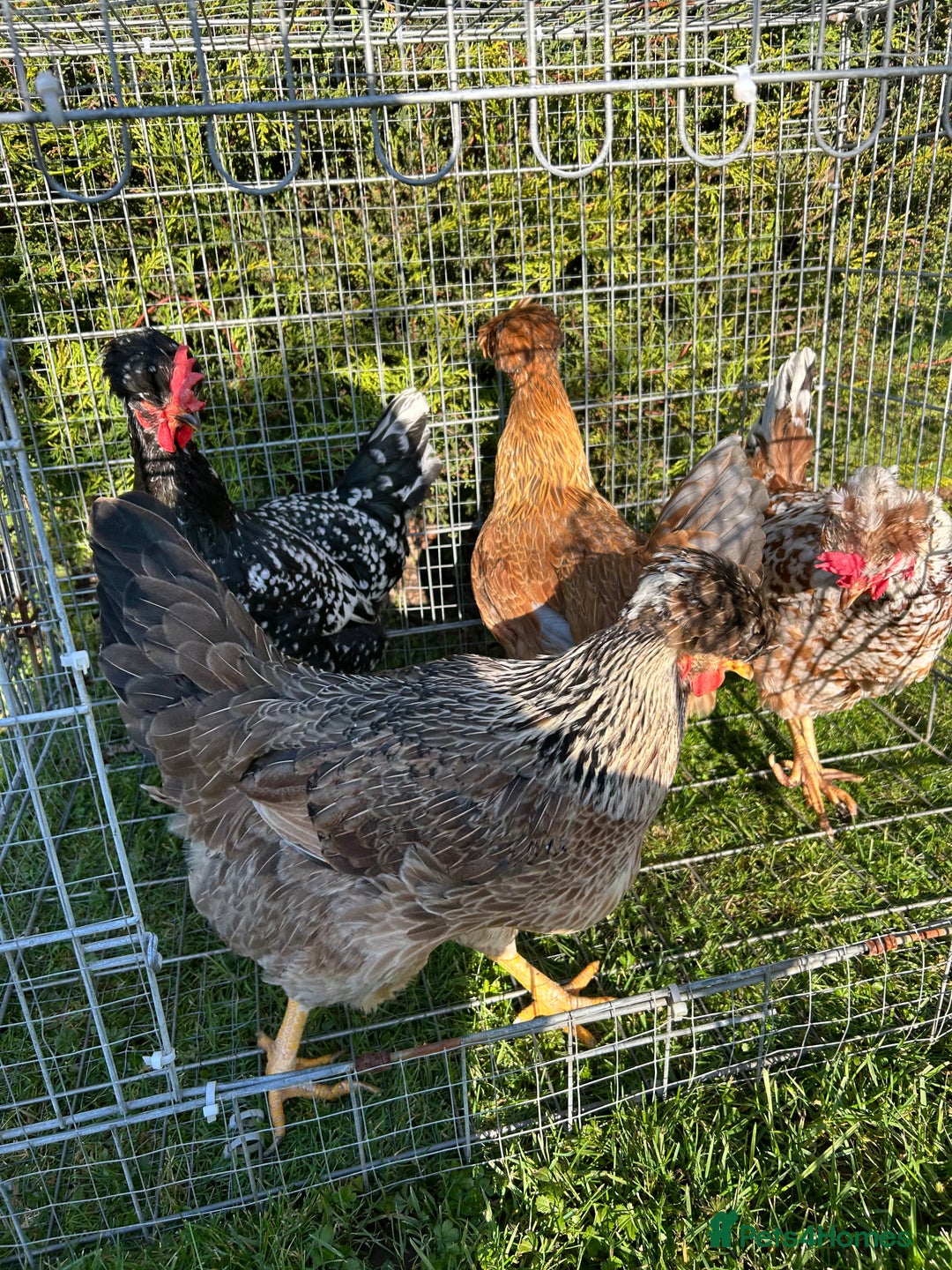 Mixed Breed birds for sale: Looking to Rehome 4 Hens  1 years old Spalding   - Advert 4