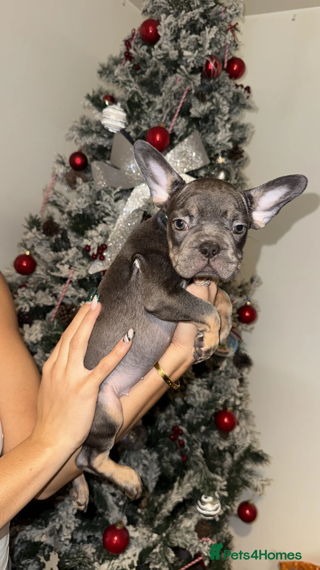 French Bulldog dogs for sale: BLUE & TAN:Testable/Isabella/pink carrying. - Advert 2