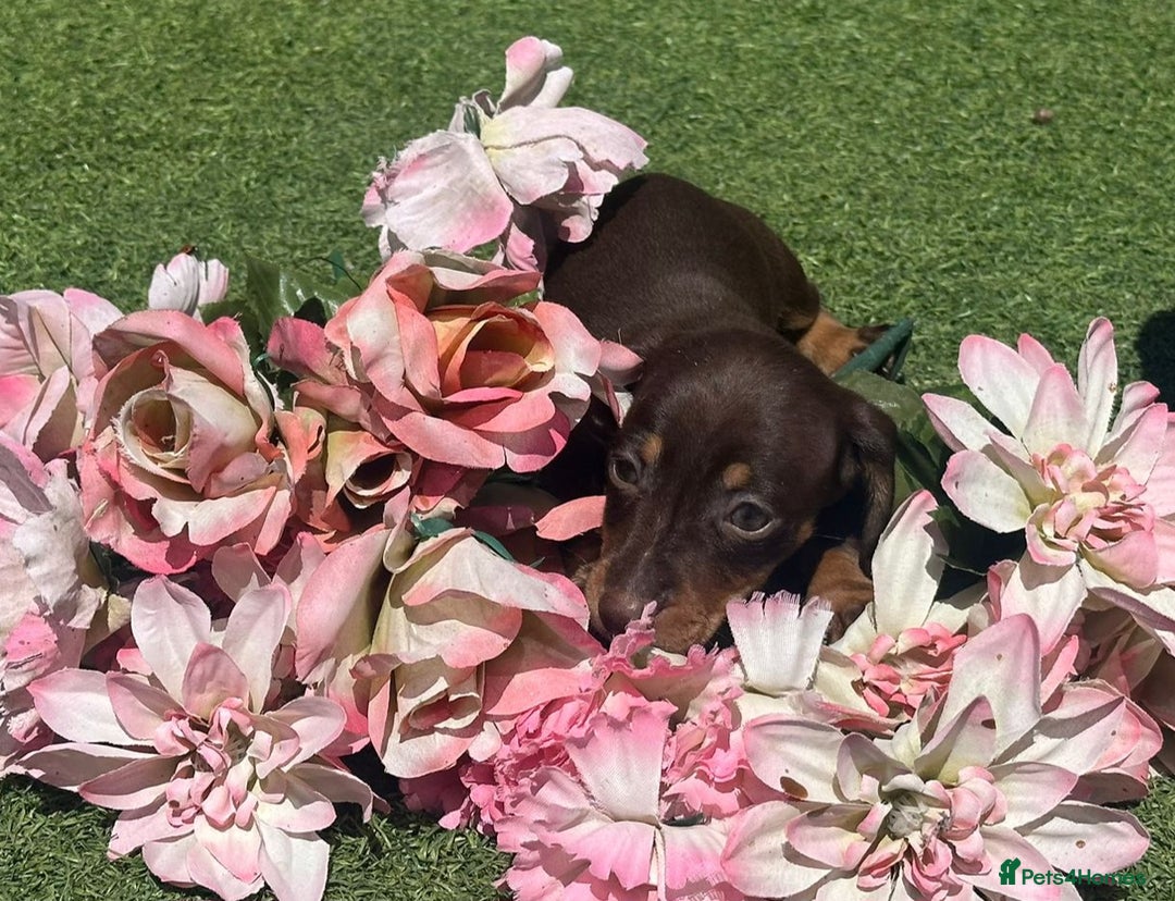 Dachshund dogs for sale: Dachshund Puppy 1 - 7 minature dashound puppies ready to leave  - Image 8