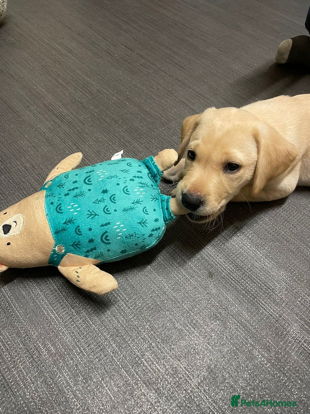 Labrador Retriever dogs for sale: KC Registered Labrador Puppy – 13 Weeks Old - Advert 4