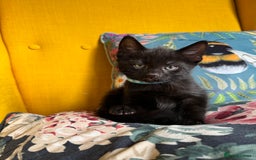 Mixed Breed cats for sale: 6 lovely black kittens looking for new homes - Image 11
