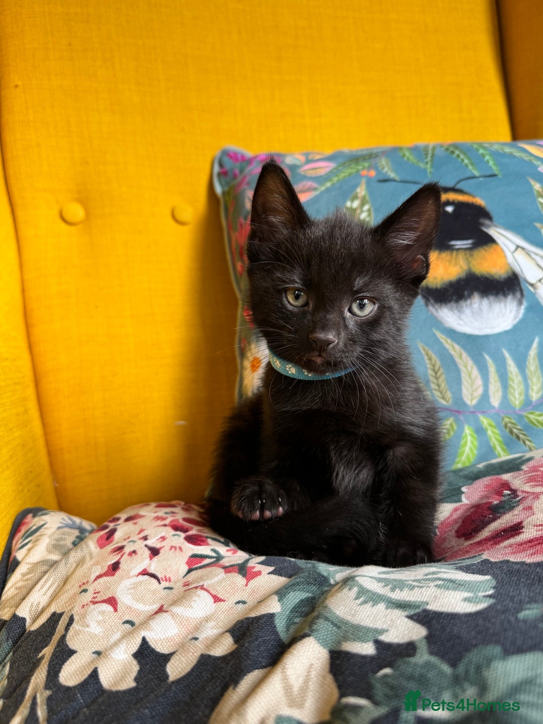 Mixed Breed cats for sale: 6 lovely black kittens looking for new homes - Image 11