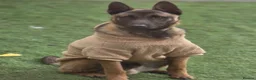 Belgian Shepherd Dog dogs for sale: Belgium Malinois - Advert 9