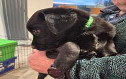 Labrador Retriever dogs for sale: Labrador puppies -1 black girl & 3 black boys left - Image 29