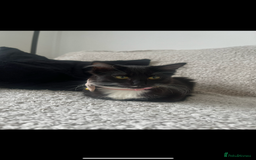 Siamese cats for sale: Female tuxedo cat - Image 5