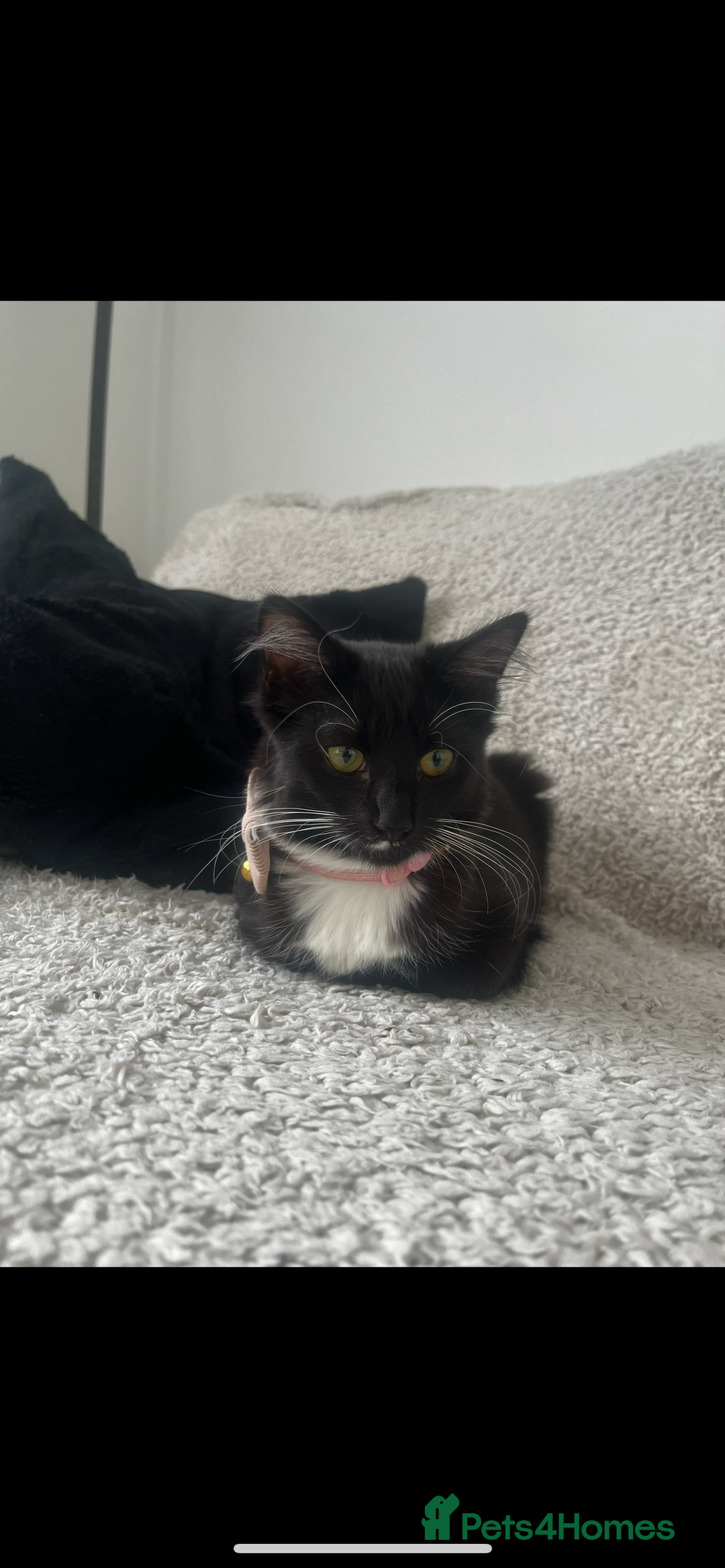 Siamese cats for sale: Female tuxedo cat - Image 5