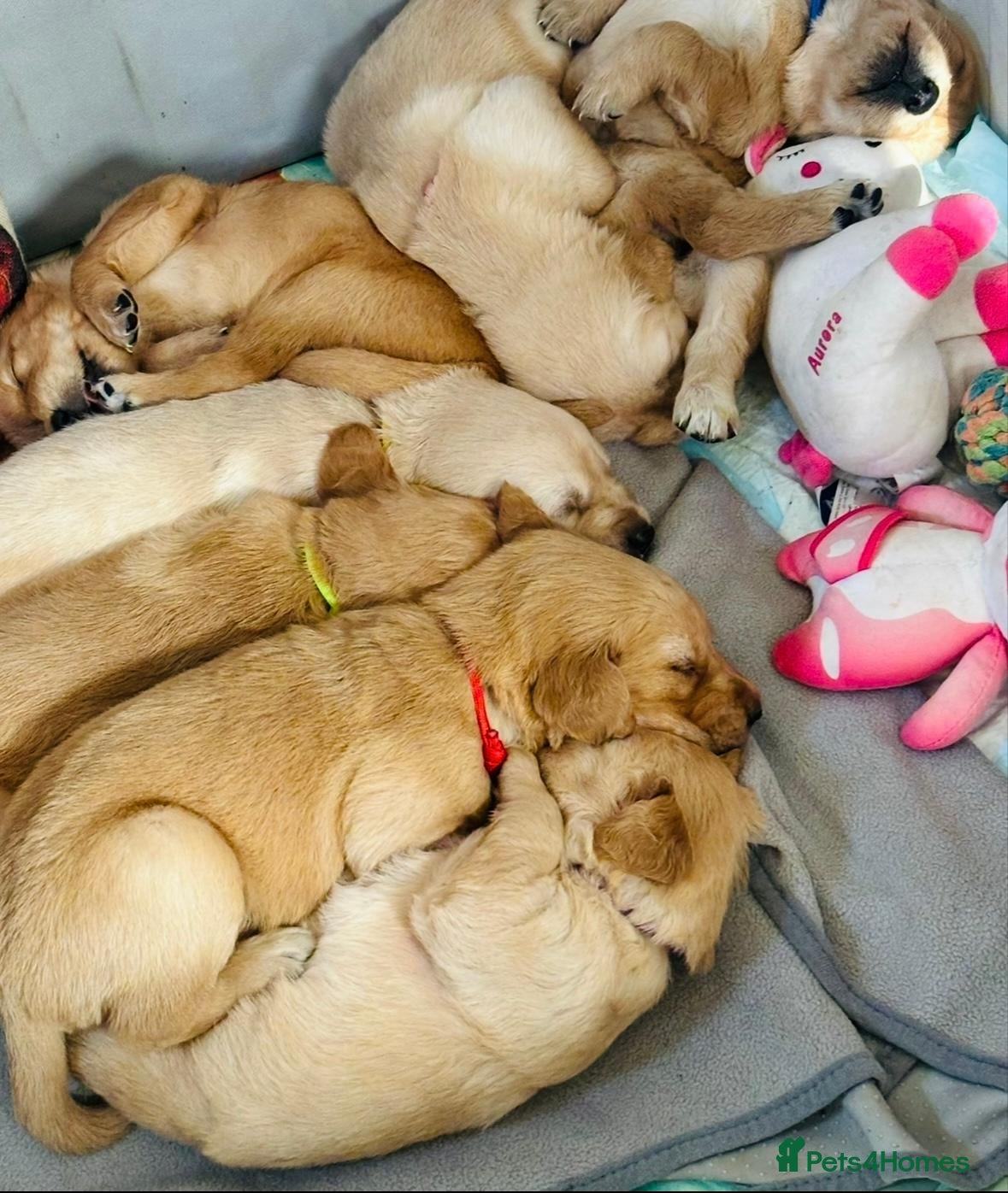 Golden Retriever dogs Golden retriever KC puppies (7)  - Advert 2